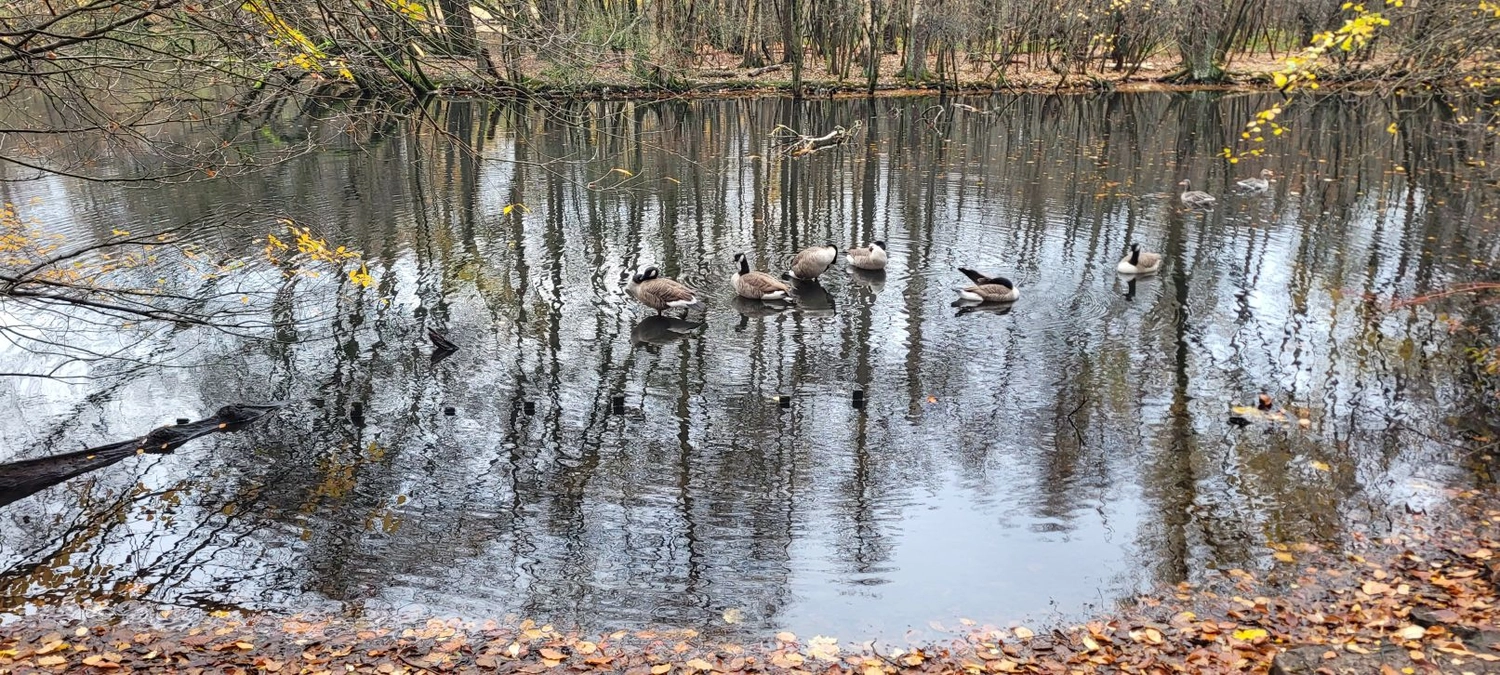 3. MidSummerRun am 21.06.2024 Flyer vom Lauftreff Alstertal e.V.