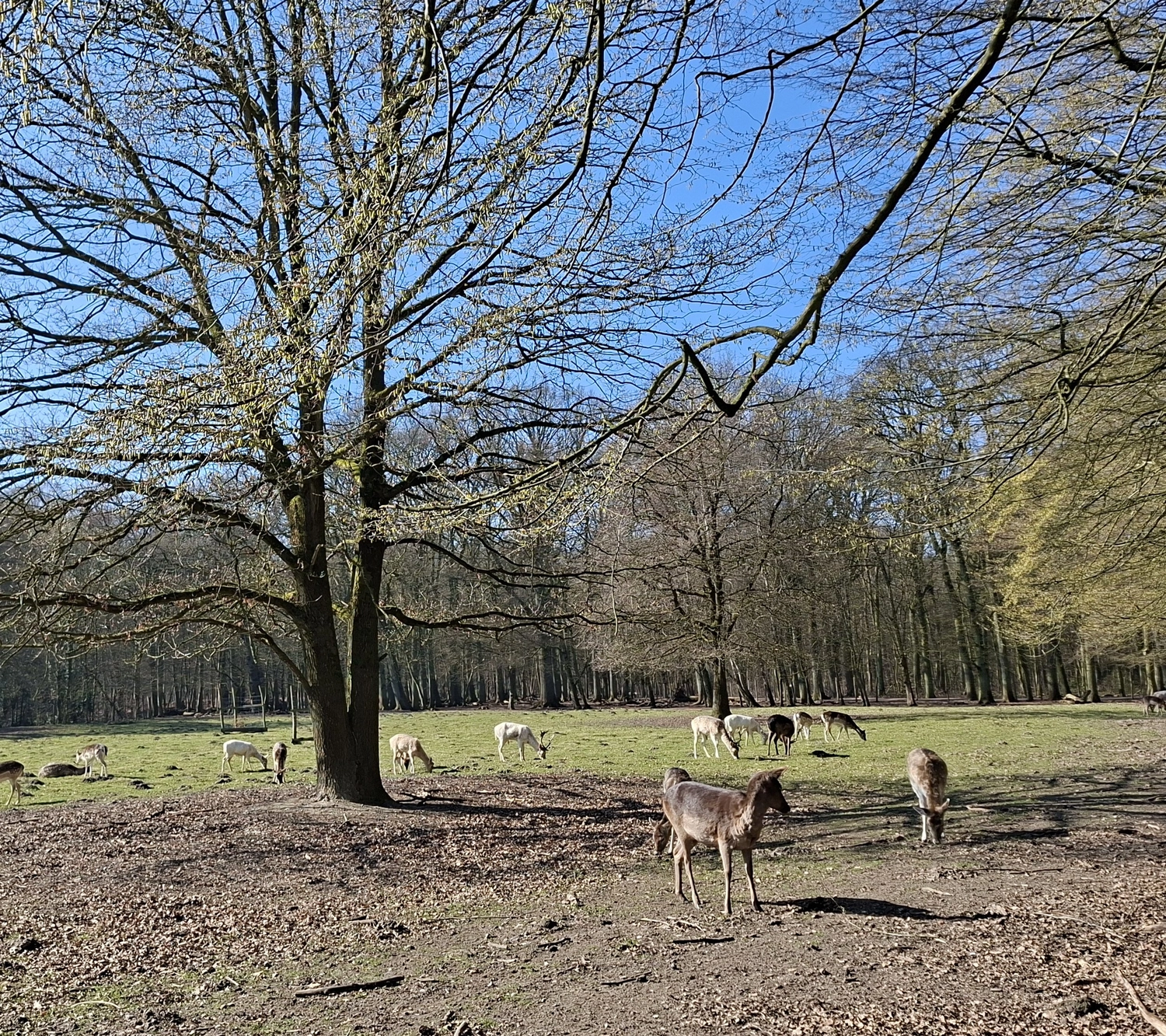 3. MidSummerRun am 21.06.2024 Flyer vom Lauftreff Alstertal e.V.